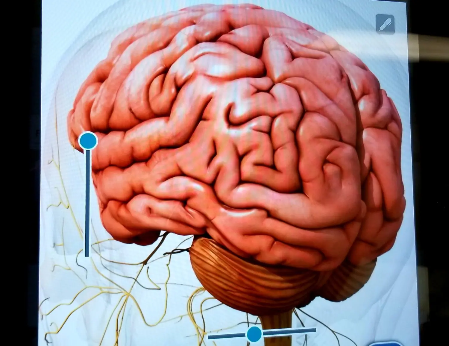 Neuroplastyczność mózgu - ćwiczenia kognitywne dla profesjonalistów